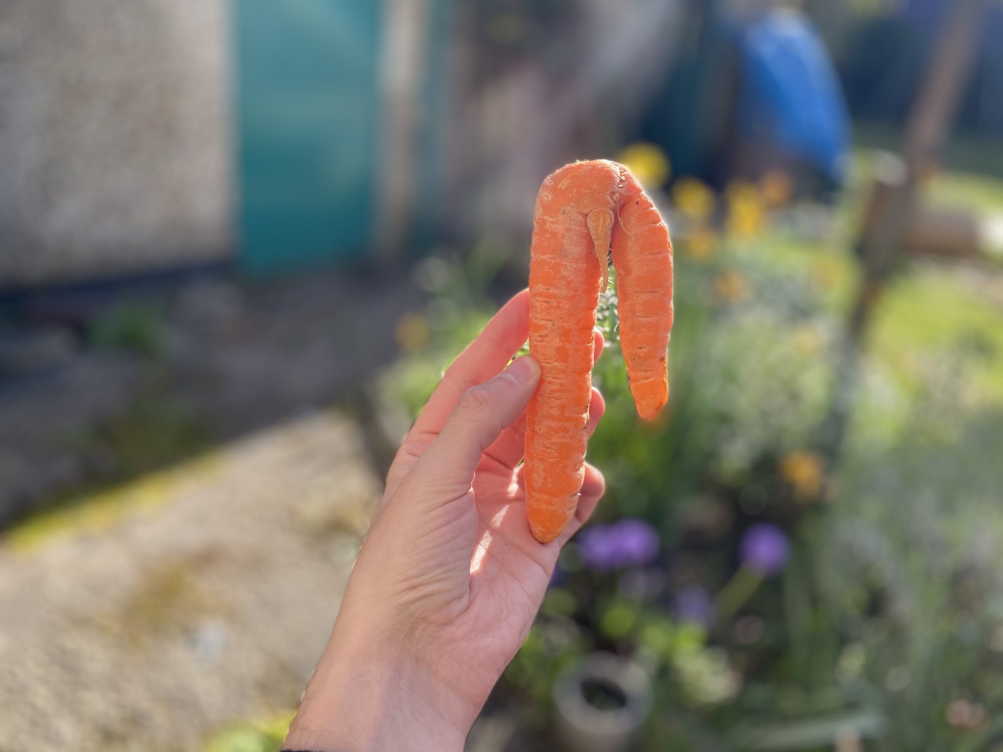 funny shaped carrot