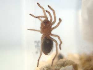 Brachypelma Smithi Mexican Red Knee Spiderling