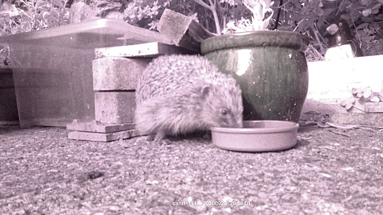 raspberry pi hedgehog camera with hedgehog